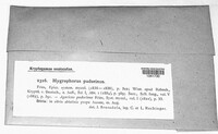Image of Hygrophorus pudorinus